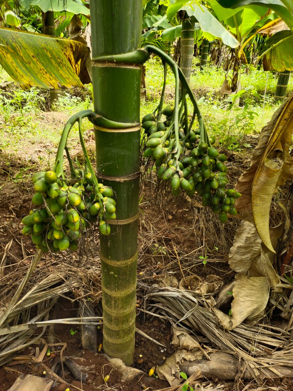 Arecanut Bunch with Green Nuts