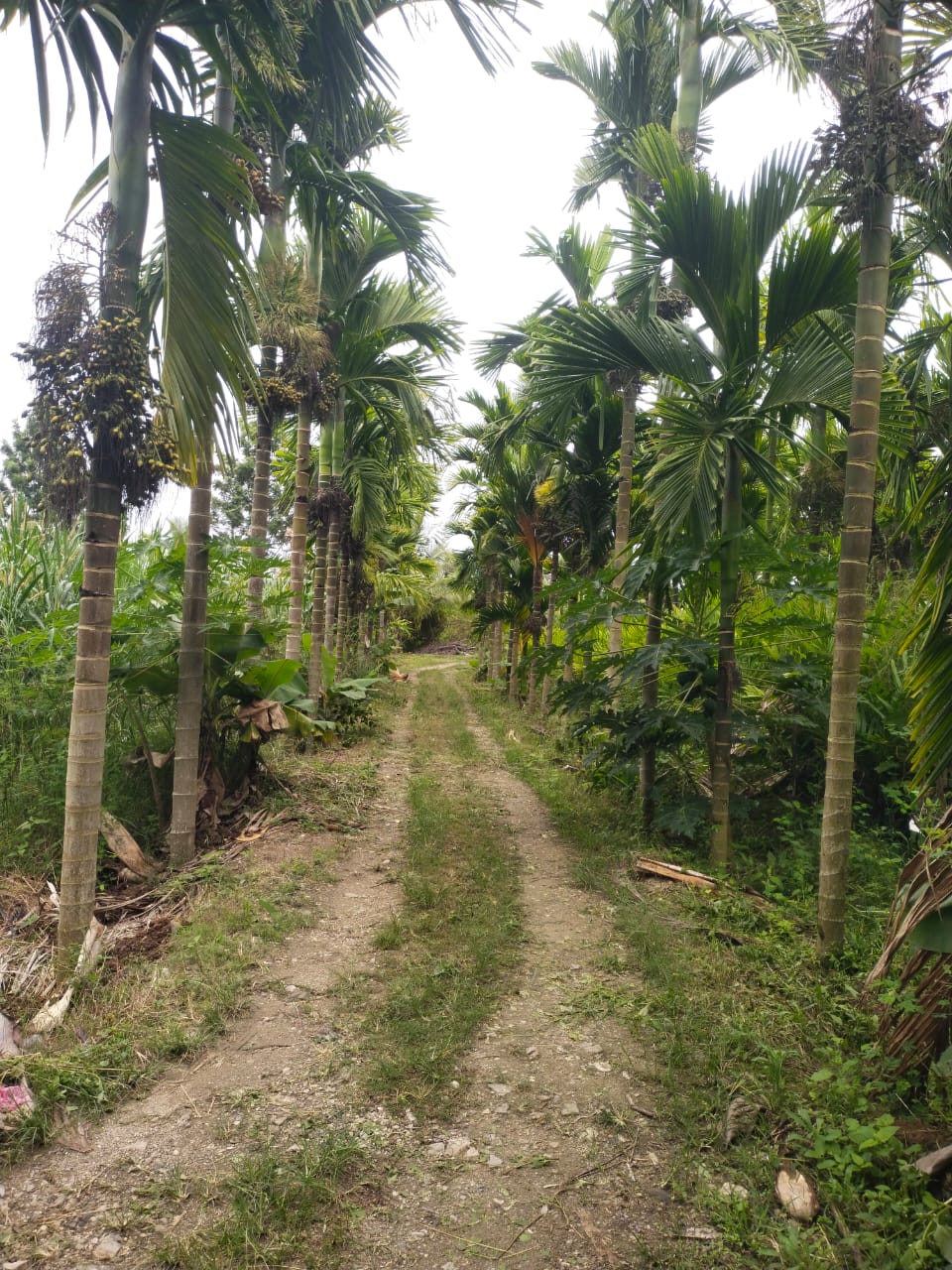 Arecanut Plantation Rows