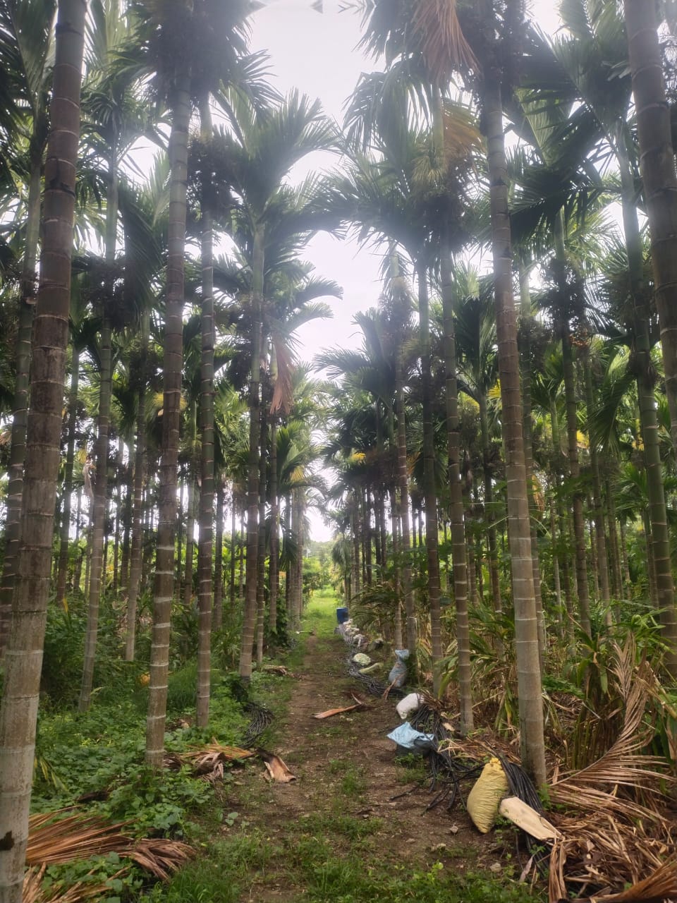 Arecanut rows