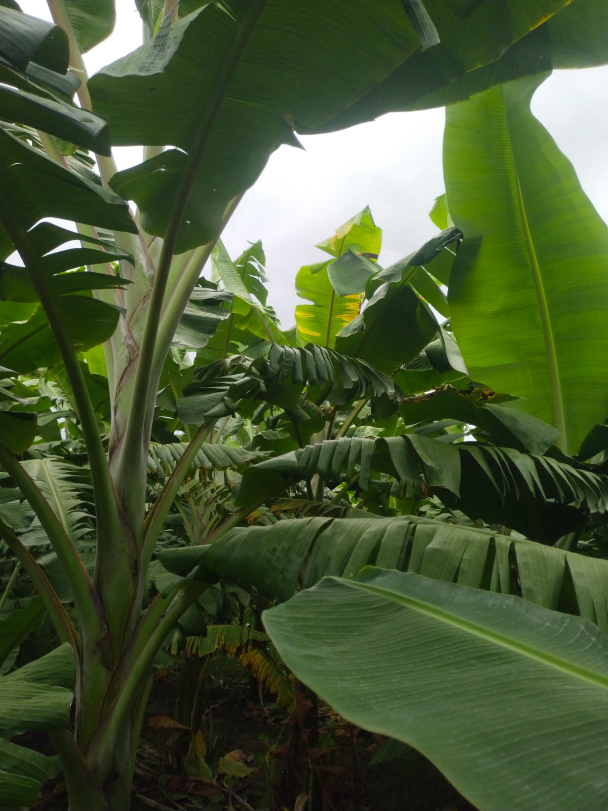 Banana Plantation