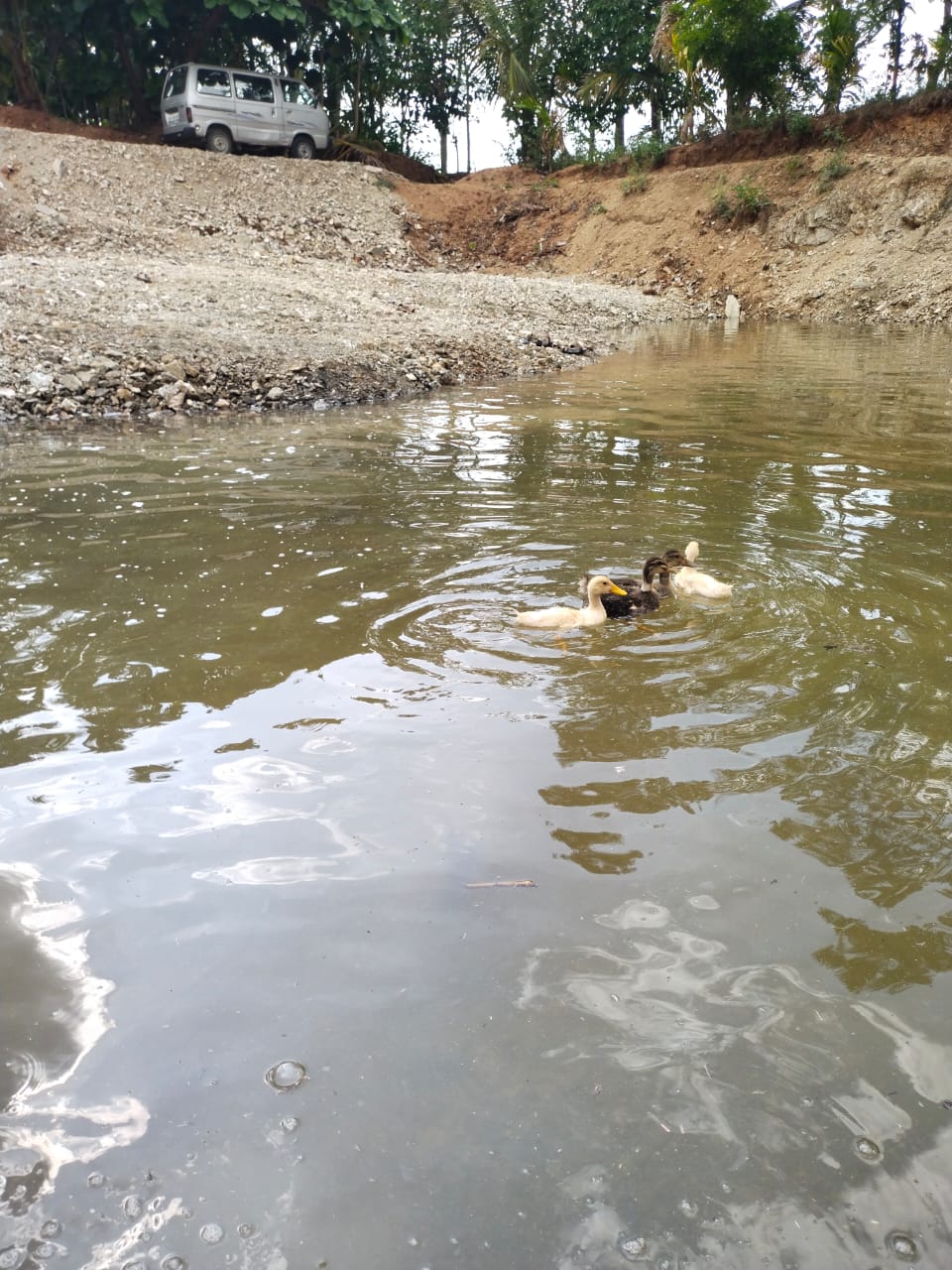 Farm Pond with Ducks